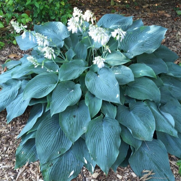 Hosta 'Blue Angel' - Árnyékliliom
