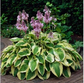 Hosta 'Wide Brim' - Árnyékliliom