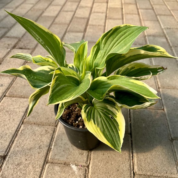 Hosta 'Wide Brim' - Árnyékliliom