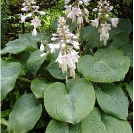 Hosta 'Elegans' - Árnyékliliom