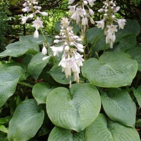 Hosta 'Elegans' - Árnyékliliom