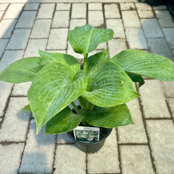 Hosta 'Elegans' - Árnyékliliom