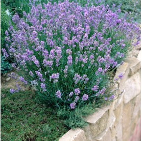 Lavandula angustifolia 'Dwarf Blue' - Levendula