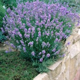 Lavandula angustifolia 'Dwarf Blue' - Levendula