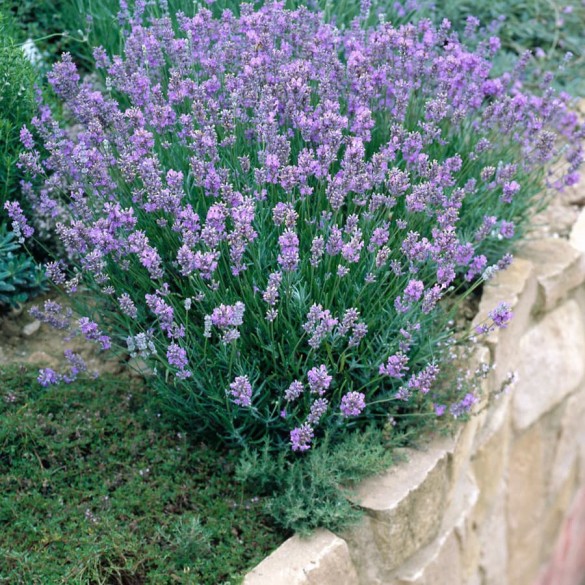 Lavandula angustifolia 'Dwarf Blue' - Levendula