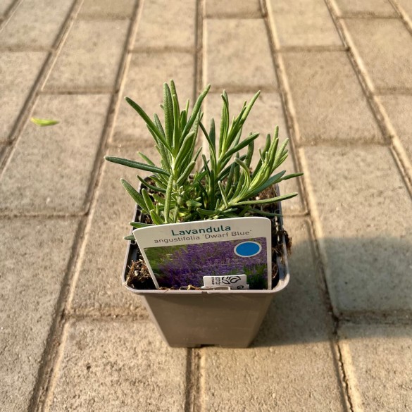 Lavandula angustifolia 'Dwarf Blue' - Levendula
