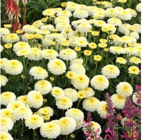 Leucanthemum 'Luna' - Margaréta