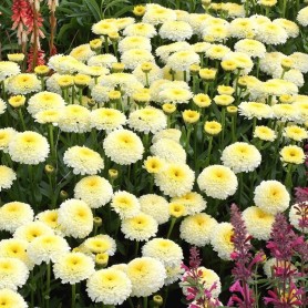 Leucanthemum 'Luna' - Margaréta