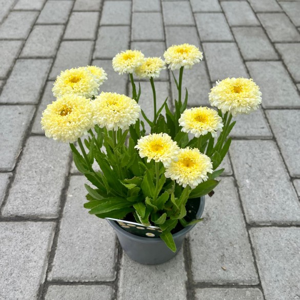 Leucanthemum 'Luna' - Margaréta
