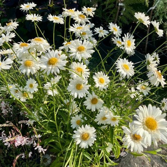 Leucanthemum x superbum - Margaréta