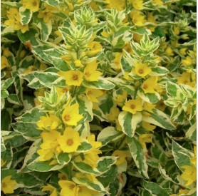 Lysimachia 'Golden Alexander' - Lizinka