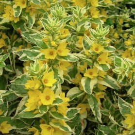 Lysimachia 'Golden Alexander' - Lizinka