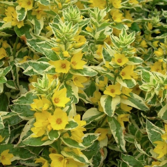 Lysimachia 'Golden Alexander' - Lizinka