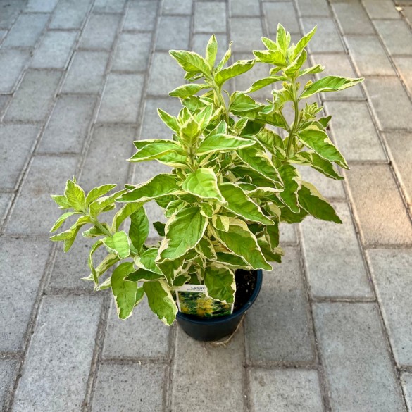 Lysimachia 'Golden Alexander' - Lizinka