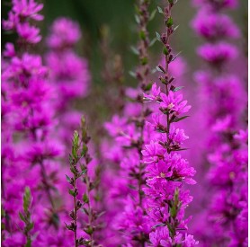 Lythrum 'Dropmore Purple' - Vesszős füzény