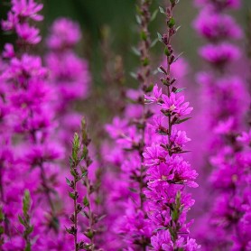 Lythrum 'Dropmore Purple' - Vesszős füzény