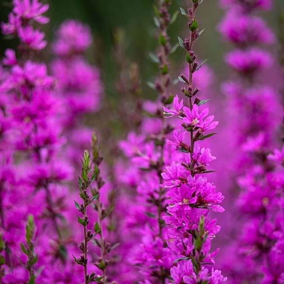 Lythrum 'Dropmore Purple' - Vesszős füzény