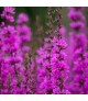 Lythrum 'Dropmore Purple' - Vesszős füzény