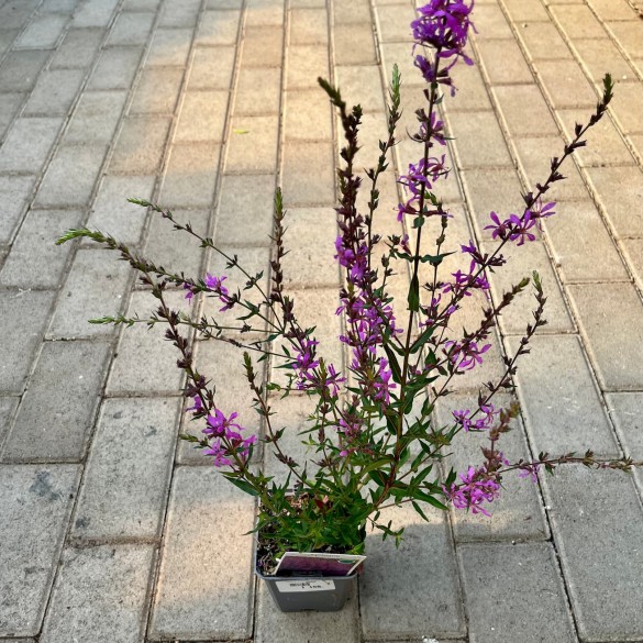 Lythrum 'Dropmore Purple' - Vesszős füzény
