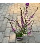 Lythrum 'Dropmore Purple' - Vesszős füzény