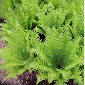 Matteuccia struthiopteris - Európai struccpáfrány