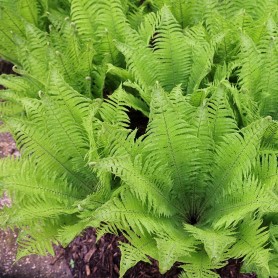 Matteuccia struthiopteris - Európai struccpáfrány