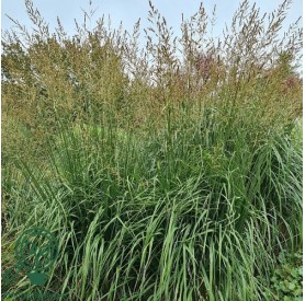 Molinia arundinacea 'Black Arrows' - Kékperje