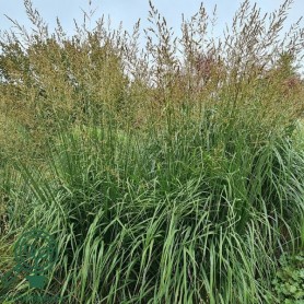 Molinia arundinacea 'Black Arrows' - Kékperje