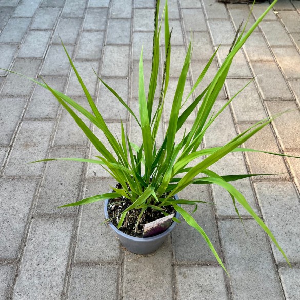 Molinia arundinacea 'Black Arrows' - Kékperje