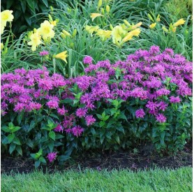 Monarda didyma 'Balmy Lilac' - Méhbalzsam