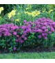 Monarda didyma 'Balmy Lilac' - Méhbalzsam