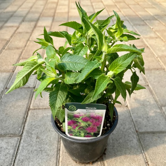 Monarda didyma 'Balmy Lilac' - Méhbalzsam