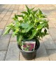 Monarda didyma 'Balmy Lilac' - Méhbalzsam
