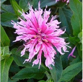 Monarda didyma 'Balmy Pink' - Méhbalzsam