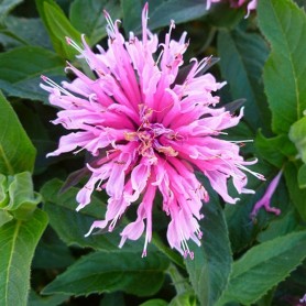 Monarda didyma 'Balmy Pink' - Méhbalzsam