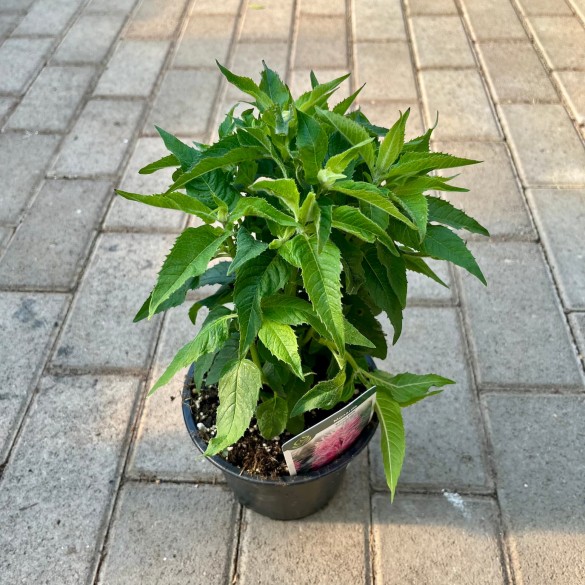Monarda didyma 'Balmy Pink' - Méhbalzsam