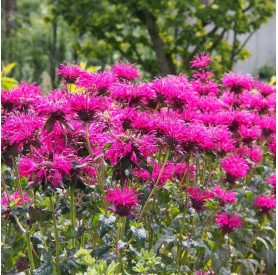 Monarda didyma 'Balmy Rose' - Méhbalzsam