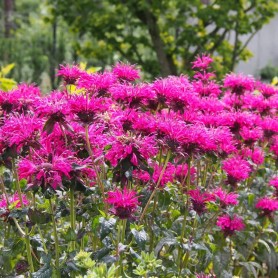 Monarda didyma 'Balmy Rose' - Méhbalzsam