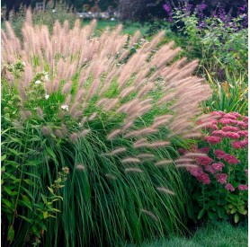 Pennisetum alopecuroides 'Red Head' - Tollborzfű