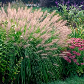 Pennisetum alopecuroides 'Red Head' - Tollborzfű