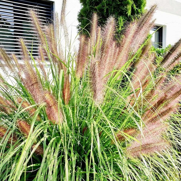 Pennisetum orientale 'Flamingo' - Tollborzfű