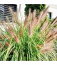 Pennisetum orientale 'Flamingo' - Tollborzfű