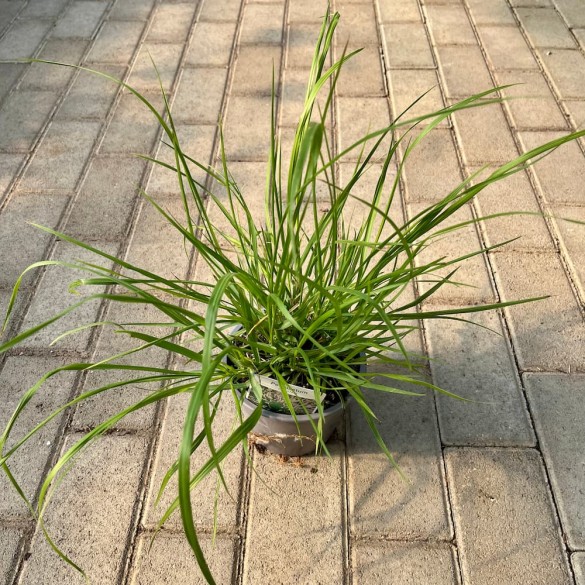 Pennisetum orientale 'Flamingo' - Tollborzfű