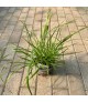 Pennisetum orientale 'Flamingo' - Tollborzfű