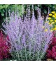 Perovskia atriplicifolia 'Blue Spire' - Sudárzsálya