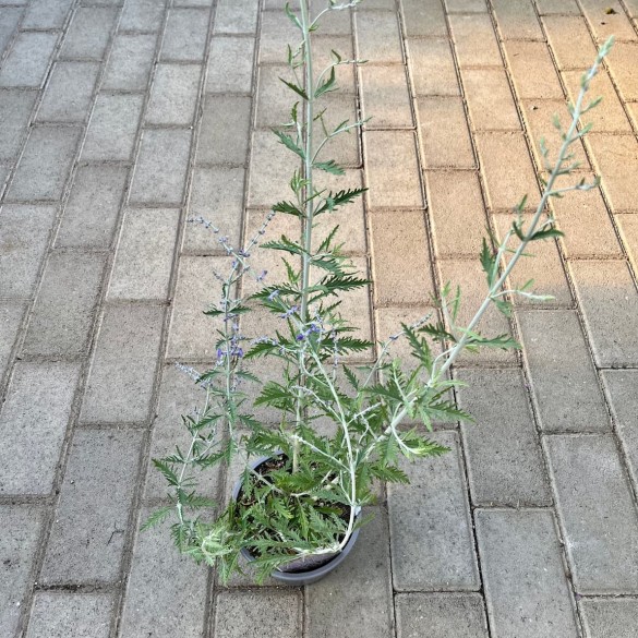 Perovskia atriplicifolia 'Blue Spire' - Sudárzsálya