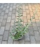 Perovskia atriplicifolia 'Blue Spire' - Sudárzsálya