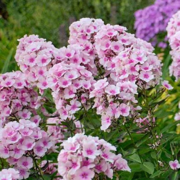 Phlox paniculata 'Bright Eyes' - Bugás lángvirág