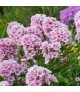 Phlox paniculata 'Bright Eyes' - Bugás lángvirág
