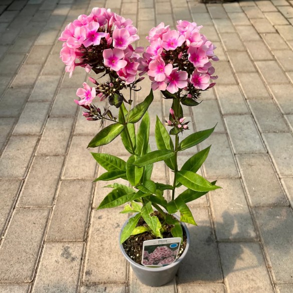 Phlox paniculata 'Bright Eyes' - Bugás lángvirág